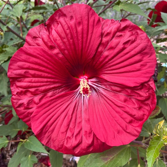 Meet your Posher, Carol - Picture 6 of 11